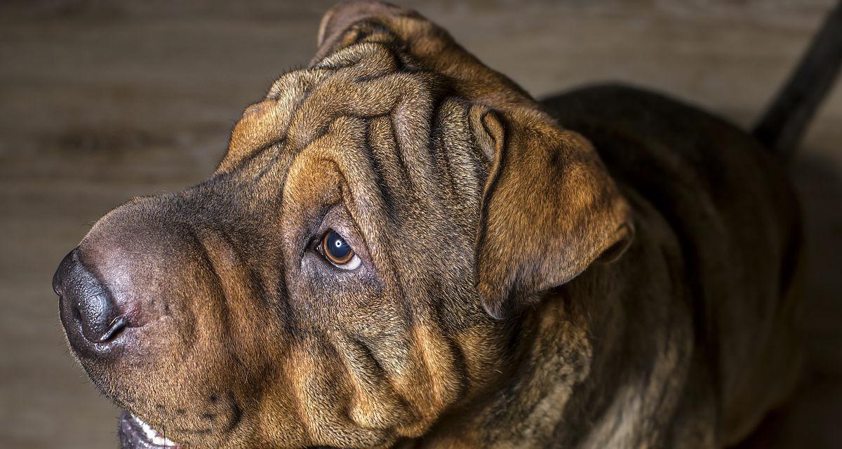 沙皮犬长皱纹的原因剖析（以宠物角度解读沙皮犬皱纹的形成机制）