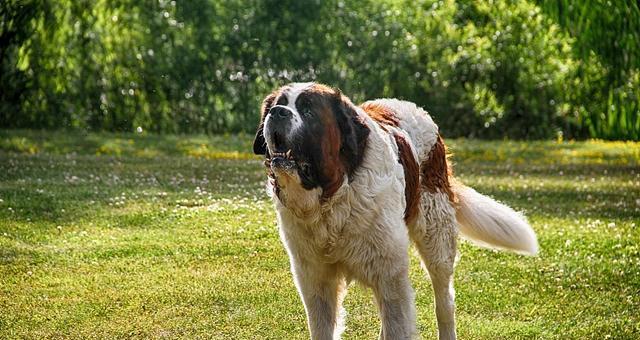 以圣伯纳犬训练最佳时间（如何在最佳时间内训练您的宠物）