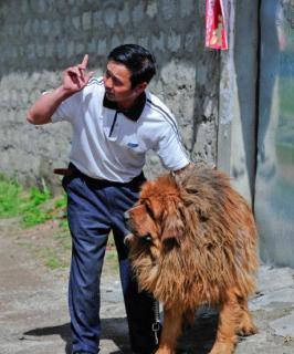 以食物促进藏獒健康（宠物主人必看，保证獒犬身体健康的秘诀）