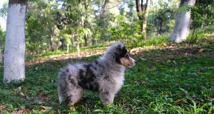 喜乐蒂牧羊犬的全面养护（做一个懂得善待宠物的主人）