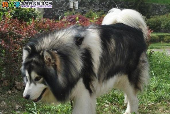 夏季如何喂养阿拉斯加宠物犬（夏季宠物犬的饮食、锻炼和保健关键）