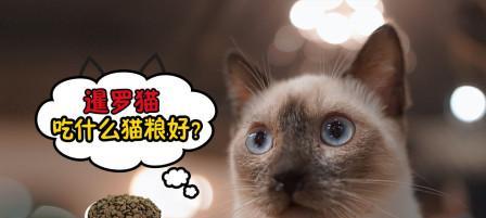 暹罗猫不吃猫粮怎么办？（宠物爱好者必读的全面解决方案，帮您解决暹罗猫挑食难题）