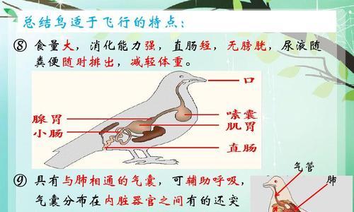 交嘴雀的饲养方法（打造健康、快乐的家庭宠物——交嘴雀饲养）