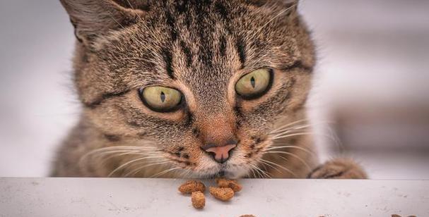 如何选购适合幼猫的猫粮？（以猫咪不吃新猫粮、幼猫吃什么猫粮好为主题）