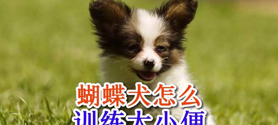 如何训练蝴蝶犬定点大小便？（全面指南教你培养蝴蝶犬良好大小便习惯）