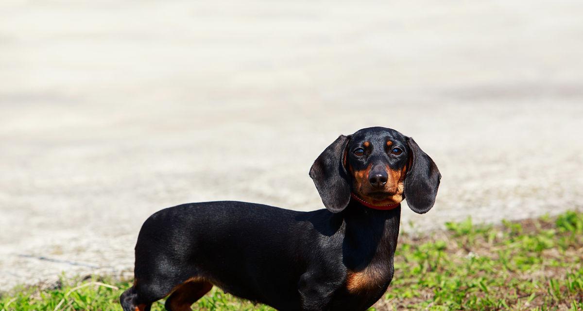 如何养好一只腊肠犬（善待你的小伙伴，创造幸福的生活）