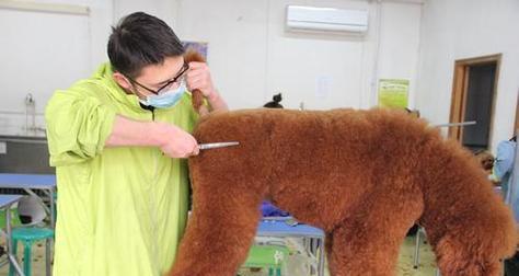 巨型贵宾犬的喂养指南（了解巨型贵宾犬的食物需求与饮食习惯，从而更好地照顾它们）