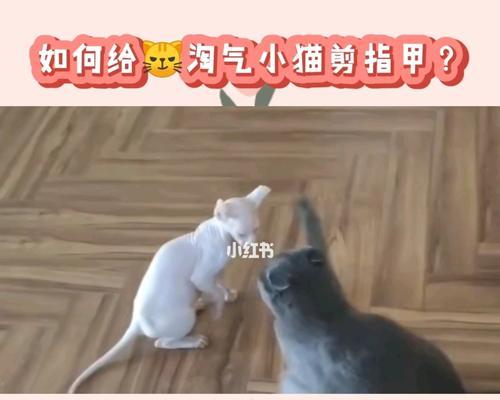 如何给宠物猫剪指甲（小猫剪指甲技巧与注意事项）