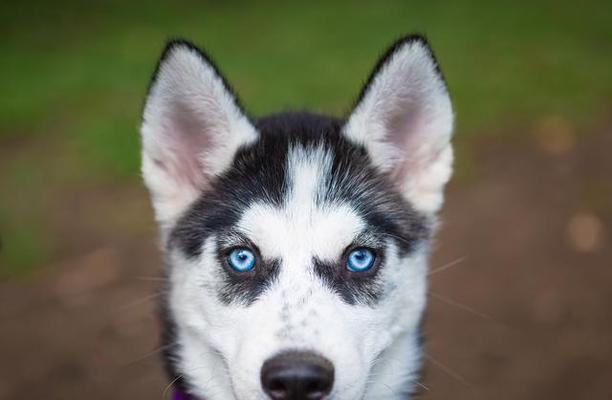 探究哈士奇独特的性格特点（宠物犬中的异类/了解哈士奇的性格特点与饲养技巧）