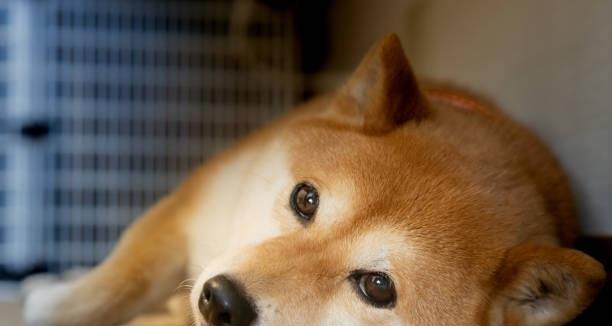 如何为怀孕的柴犬提供良好的饮食？（为您的宠物提供营养均衡的饮食，促进柴犬健康怀孕）