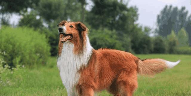 如何帮助苏格兰牧羊犬缓解肠胃不适（宠物养护中的必知知识）