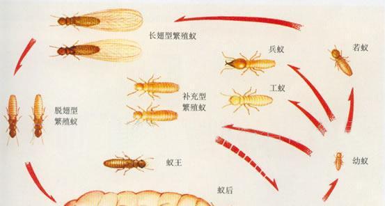 白鼠鱼的饲养方法（如何正确地饲养白鼠鱼？）