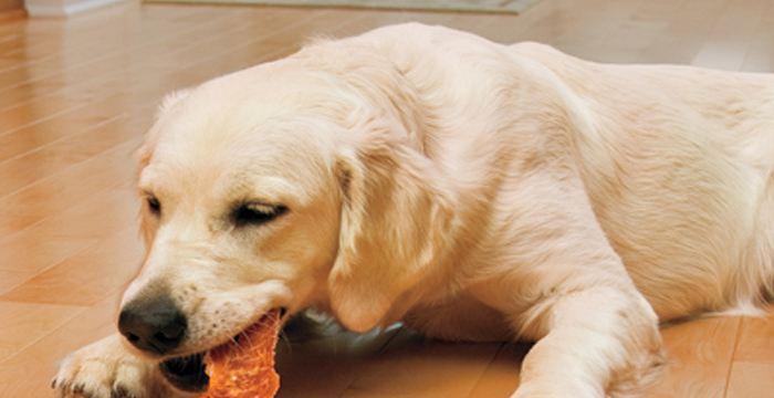 巨型贵宾犬的饮食习惯（能否让你的巨型贵宾犬吃水果？/宠物健康饮食必看）