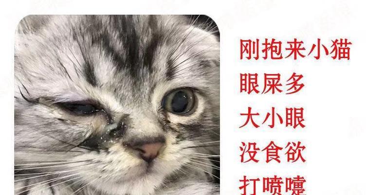 如何预防猫咪感冒？（秋季猫咪感冒高发期，宠物家庭需要加强预防措施）