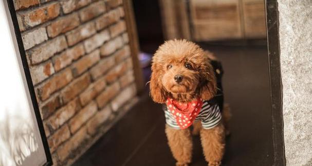 如何与泰迪犬聊天让它保持安静（与泰迪犬聊天的技巧和方法，让您的宠物保持安静）