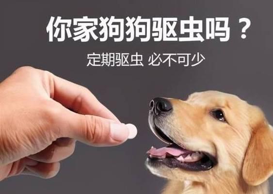 如何识别金毛犬不驱虫的症状（宠物养护必备，预防宠物感染）