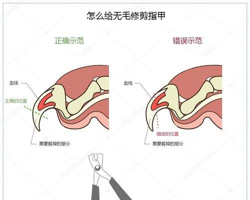 如何正确修剪阿拉斯加犬的趾甲（宠物养护技巧，阿拉斯加犬护理，趾甲修剪）