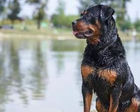 如何正确饲养洛威拿犬（掌握关键要点，让您的洛威拿犬健康快乐成长）