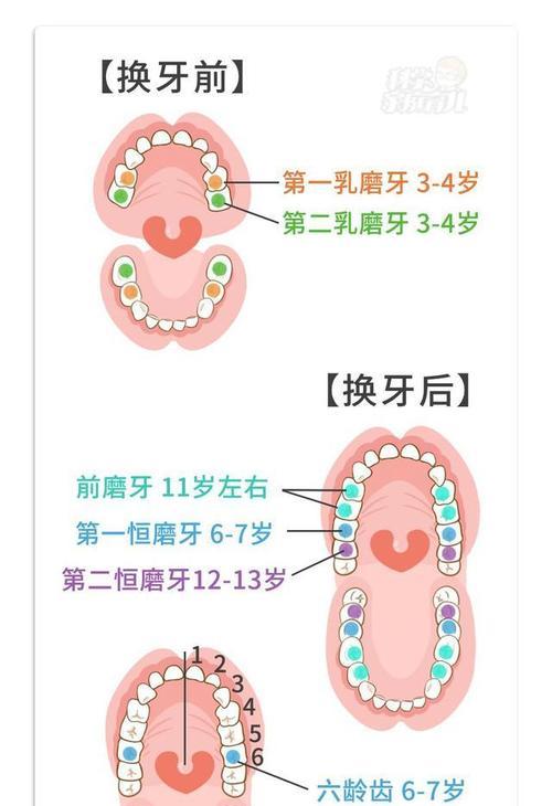 英国银兔的饲养方法（打造一个健康快乐的兔子生活空间）