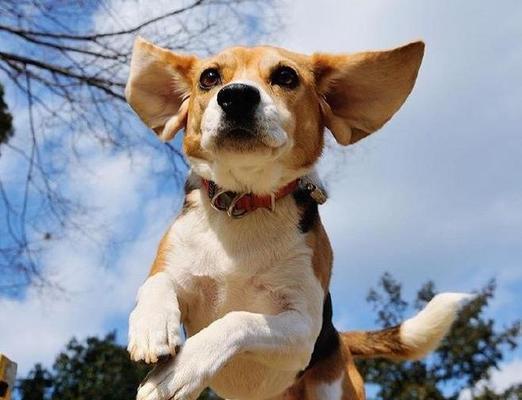 带比格犬出游注意事项（让宠物在旅途中舒适自在的1个）