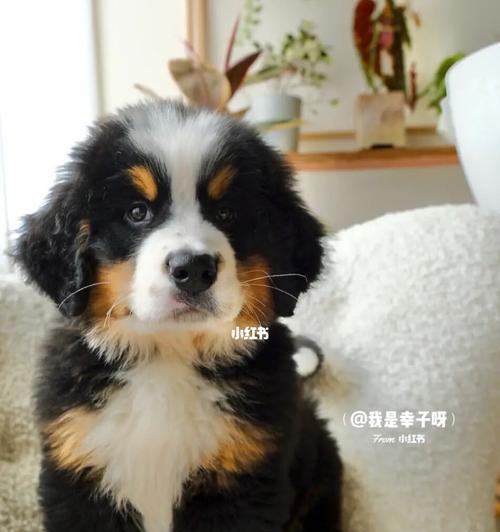 如何纠正伯恩山犬吠叫习惯（让你的宠物安静又和谐）