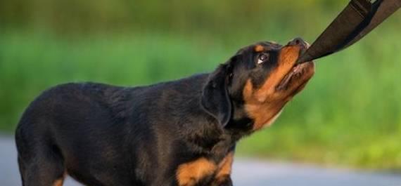 宠物犬的四大常见病防治（用关爱呵护你的毛茸茸小伙伴！）