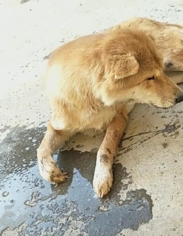 遛狗注意！如何防止狗狗乱捡东西吃（教你如何正确遛狗，让狗狗远离不良习惯）