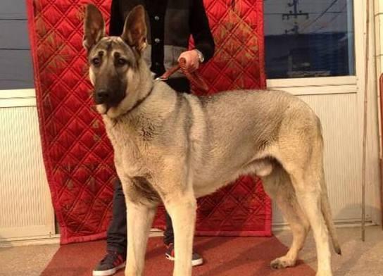 狗狗的体型决定了饮食需求（不同体型的犬对食物需求的差异）