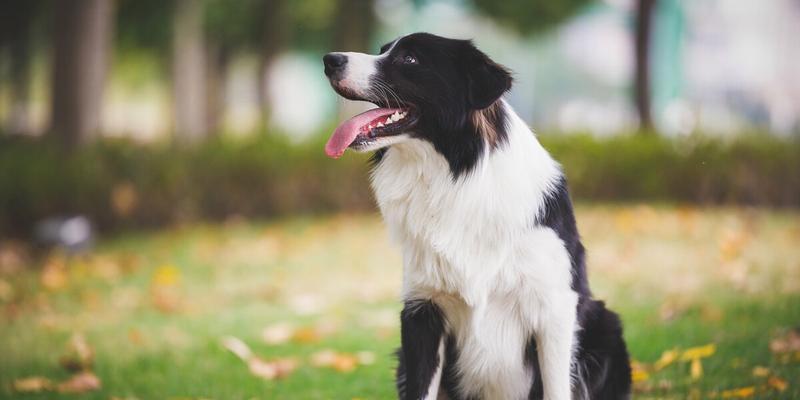 边牧幼犬的合适饮食量（掌握狗粮喂养技巧，让宠物健康成长）