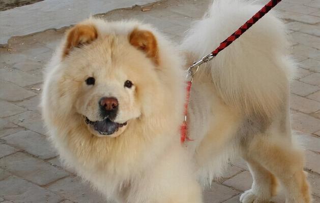 松狮犬皮屑祛除全攻略（宠物健康不可忽视，从皮肤开始）