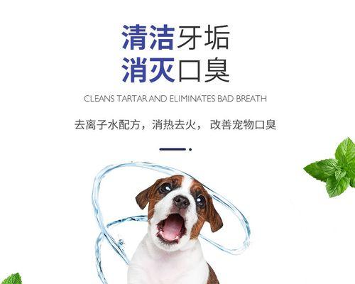 泰迪犬牙结石处理全攻略（为你的泰迪犬摆脱疼痛和口臭）