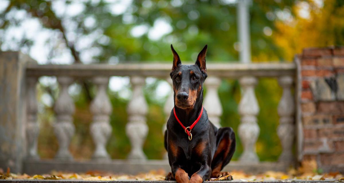 杜宾犬喂养全攻略（如何科学合理地喂养杜宾犬？关注这些技巧！）