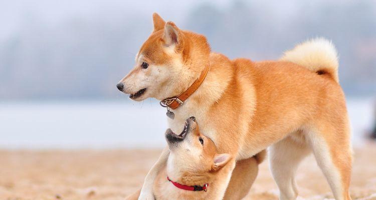 饲养柴犬必知的几大要点（以宠物为主，让你成为柴犬专家）