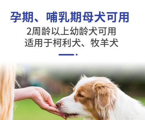 如何治疗贵宾犬心丝虫病？（了解心丝虫病症状，正确选择治疗方法）