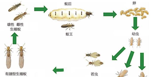 力克斯兔的饲养全攻略（让你的兔子健康成长）