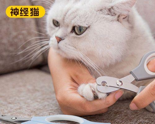 如何正确给猫剪指甲（从选购工具到正确操作，让你轻松为猫咪修剪指甲）