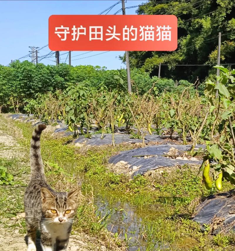 北方田鼠的饲养方法（打造高效养殖模式，提高田鼠养殖效益）