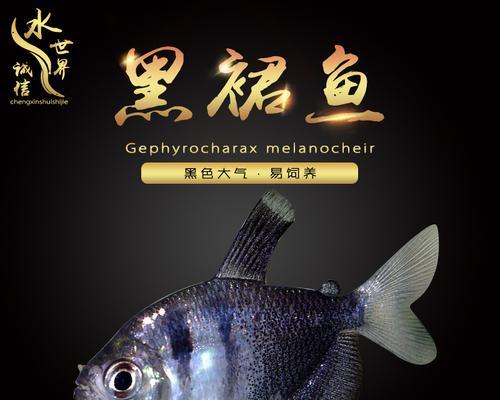 黑裙鱼的饲养方法（打造健康美丽的水族世界）