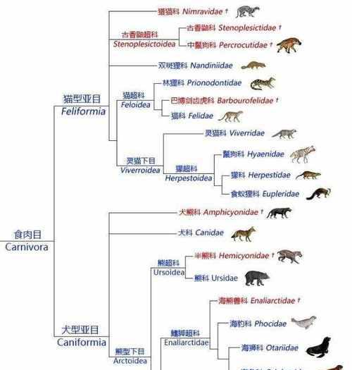 非洲跳鼠的饲养方法（培养它们的健康和快乐生活）