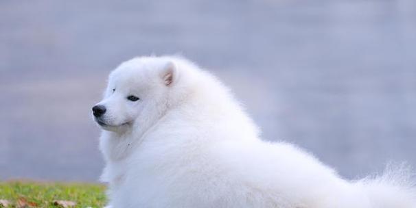 如何正确饲养美国爱斯基摩犬（让你的宠物健康成长）