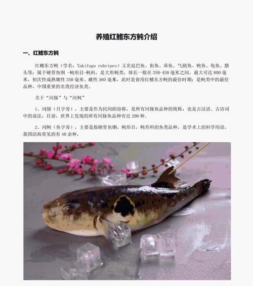 红肚凤凰鱼的饲养全攻略（打造健康快乐的凤凰鱼家族）