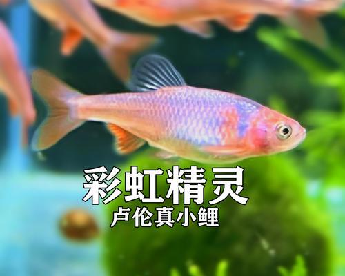 小精灵鱼的饲养方法（打造一个健康可爱的小精灵鱼缸）