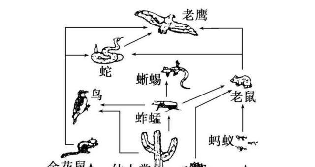 北方田鼠的饲养方法（了解北方田鼠的特点和饲养技巧，让你成为专业养殖者）