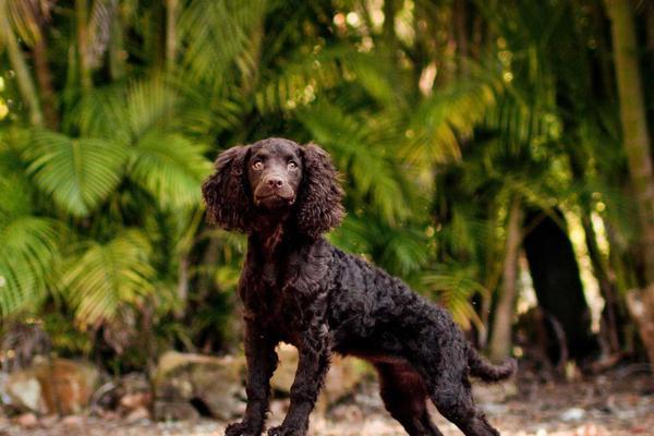 英国猎狐犬的饲养方法（从幼犬到成犬，如何做到养护有方？）