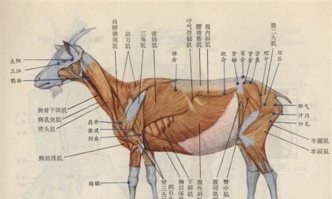 喜马拉雅兔饲养全指南（如何养护健康可爱的喜马拉雅兔？）