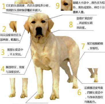 坦比连犬饲养全攻略（以比利时坦比连犬为主，教你如何照顾宠物的方法及经验）