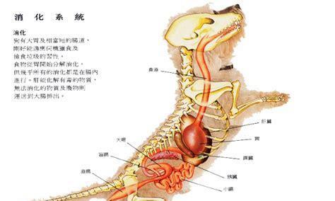 如何饲养非洲跳鼠（掌握饲养技巧，让非洲跳鼠健康成长）