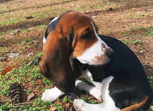 如何正确饲养以巴吉度猎犬（掌握关键技巧，打造健康快乐的犬宠生活）