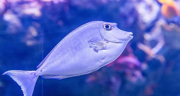 宠物水族箱必备，让你爱上养鱼！（宠物水族箱必备，让你爱上养鱼！）