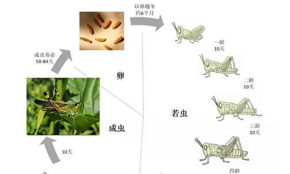 条纹鹎的全面养护指南（打造一个安逸舒适的条纹鹎家园）